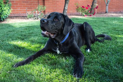 Labernard (Labrador & St. Bernard Mix): Info, Pictures, Facts